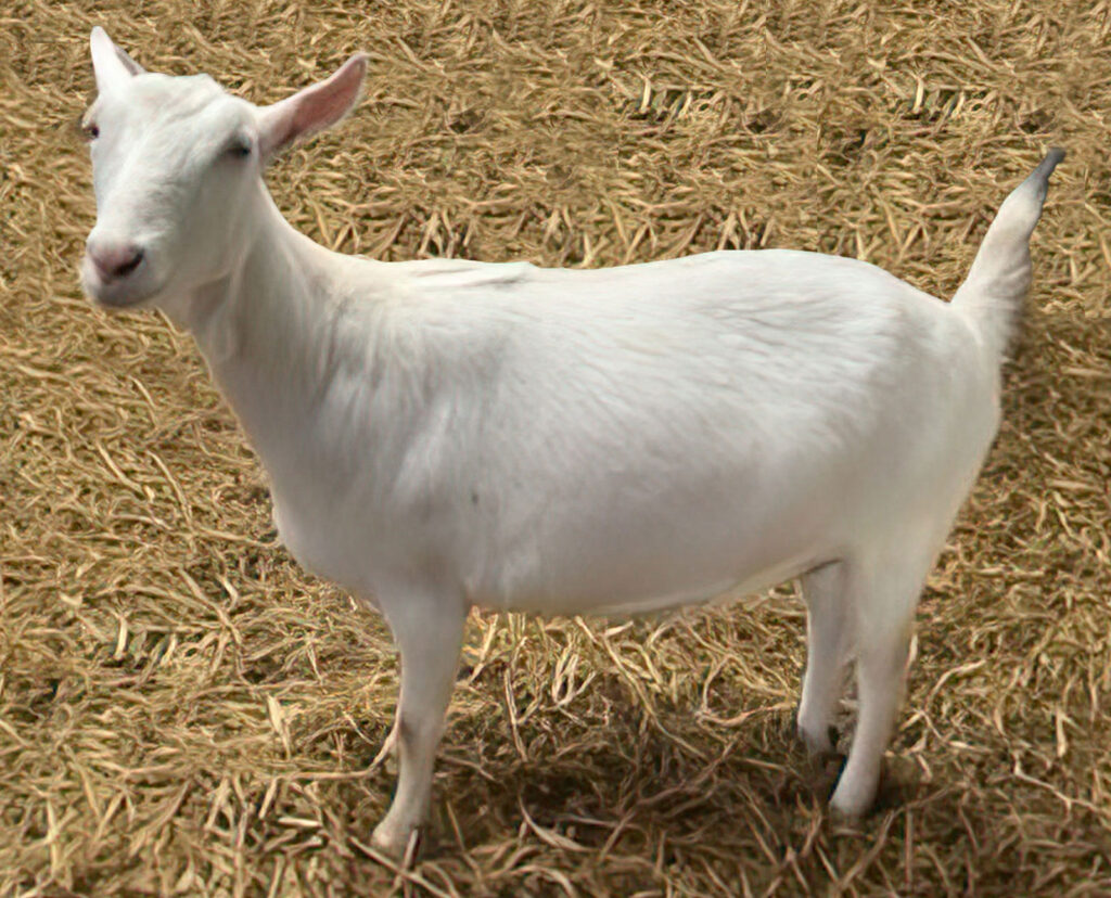 Mel's Dairy - Fresh Raw Goats Milk - Nationwide Delivery