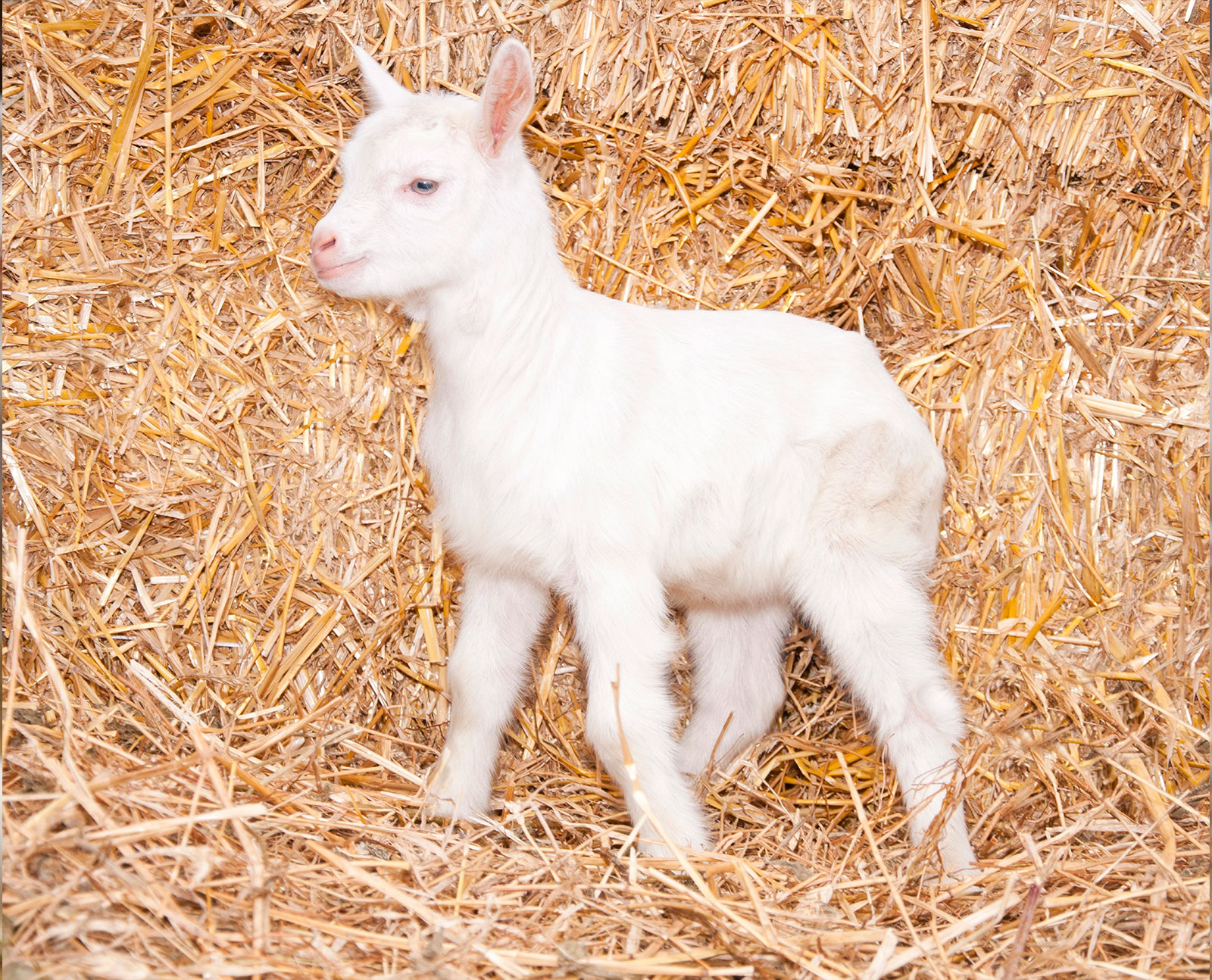Mel's Dairy - Fresh Raw Goats Milk - Nationwide Delivery